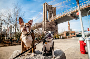 Brooklyn Dogs